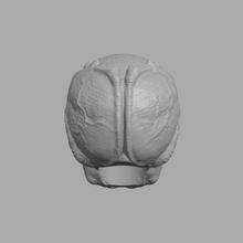 Load image into Gallery viewer, Planetary Reavers - The Grey
